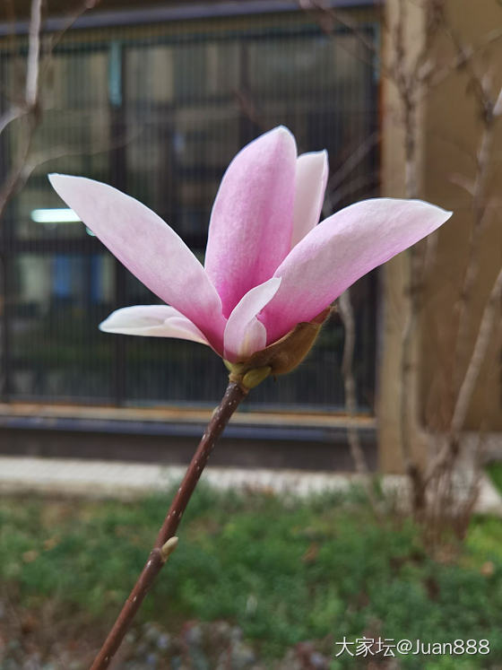 节日快乐！小锤锤和紫玉兰开启美好的一天。_手镯银