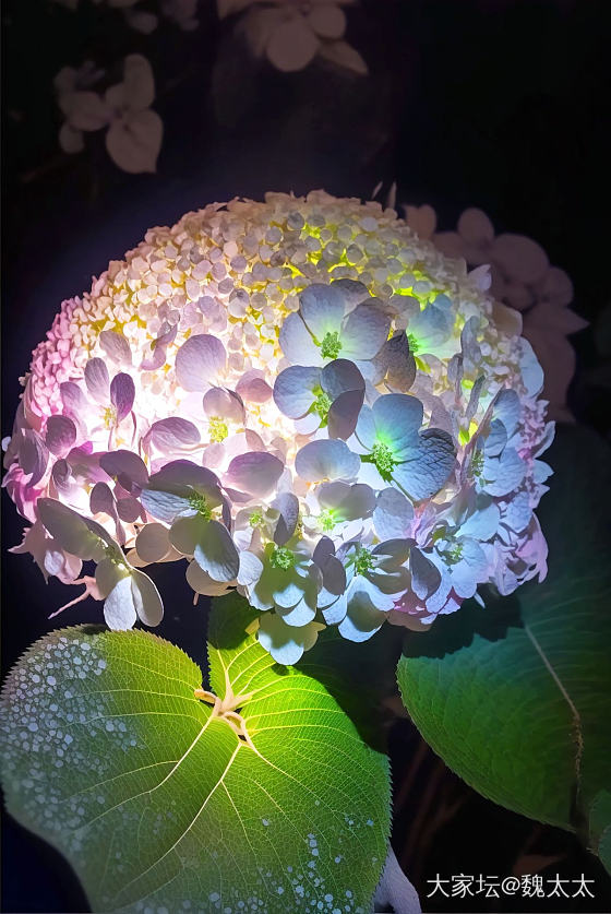 想看看你们相册里面的花🌹_花植物