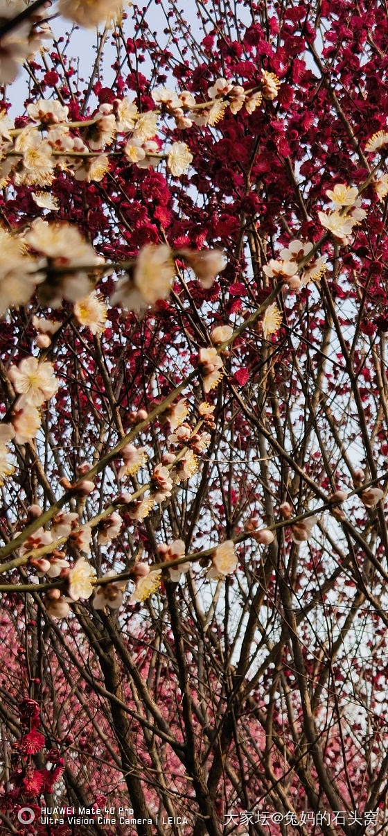 想看看你们相册里面的花🌹_花植物