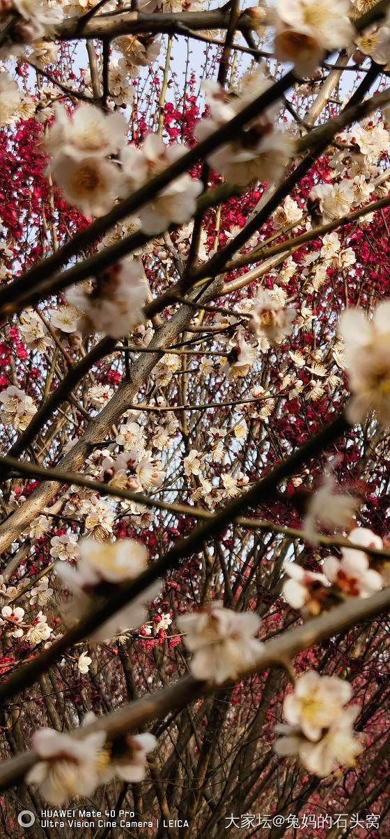 想看看你们相册里面的花🌹_花植物