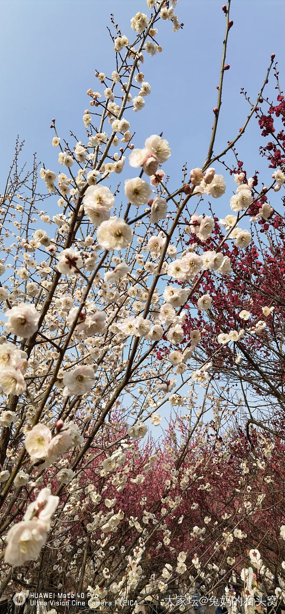 想看看你们相册里面的花🌹_花植物