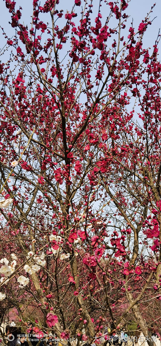 想看看你们相册里面的花🌹_花植物