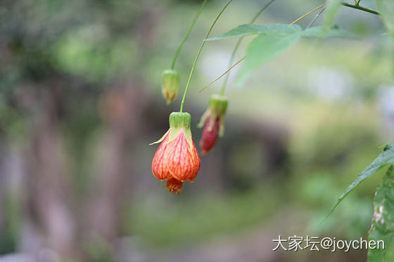 春天里那些奇奇怪怪的花_花