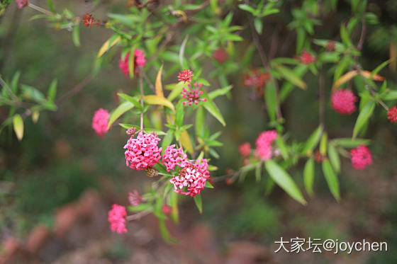 春天里那些奇奇怪怪的花_花