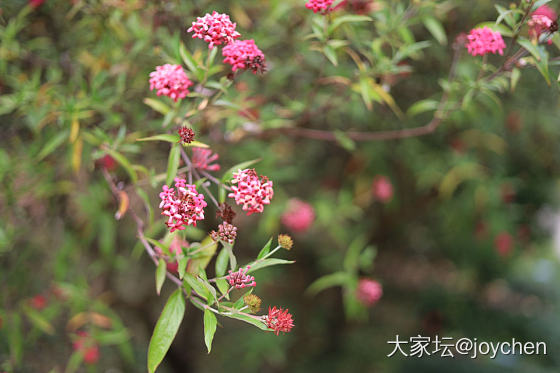 春天里那些奇奇怪怪的花_花