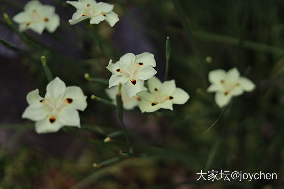 春天里那些奇奇怪怪的花_花