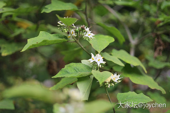 春天里那些奇奇怪怪的花_花