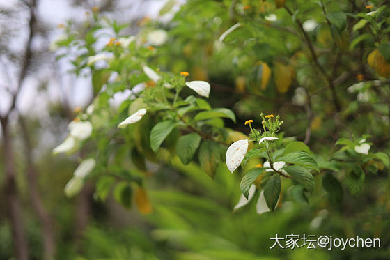 春天里那些奇奇怪怪的花_花