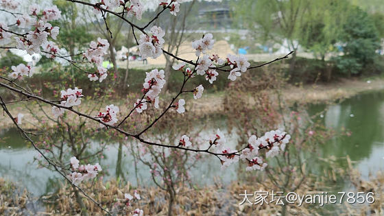 想看看你们相册里面的花🌹_花植物