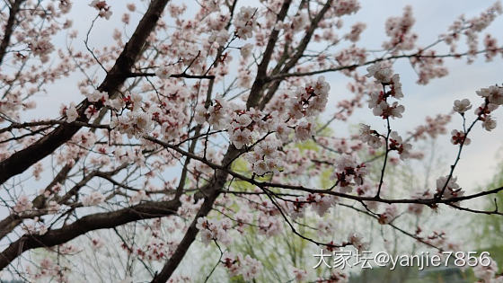 想看看你们相册里面的花🌹_花植物