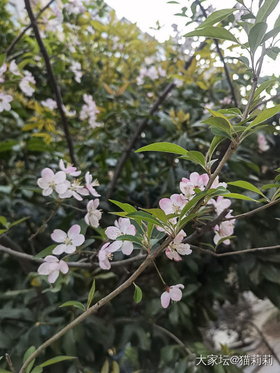 春暖花开_花