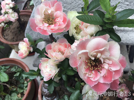 莫负春色之海棠篇_花