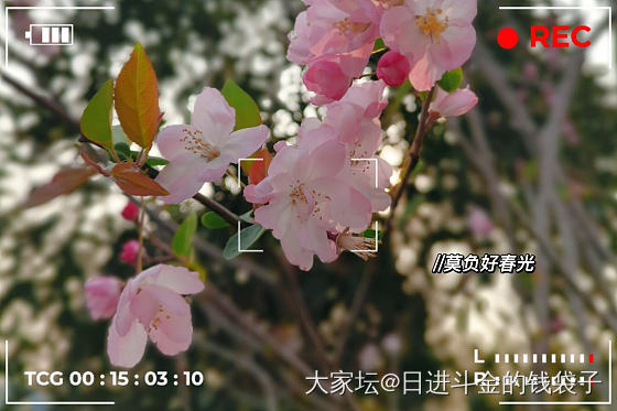 ིྀ𝑠𝑝𝑟𝑖𝑛𝑔🕊🌸花有约​春不误~_景色植物花