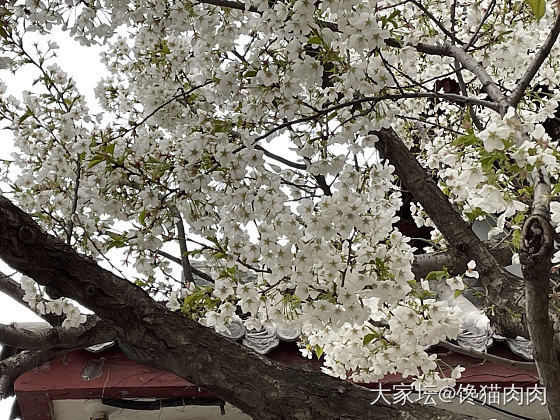 皇上，您还记得当年大明湖畔的夏雨荷吗?”_济南景色