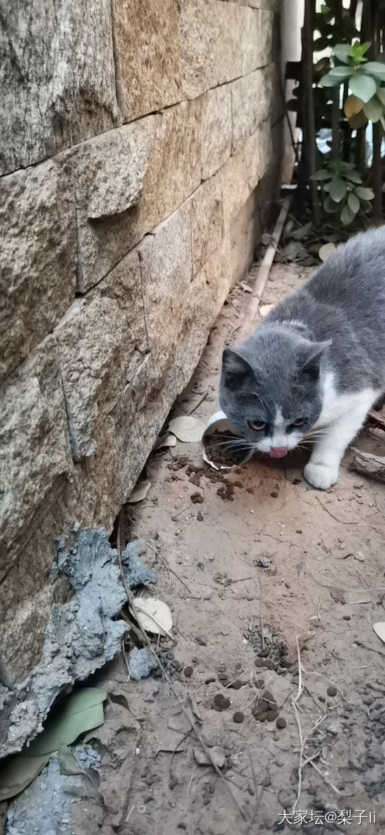 猫来富？我老公也被小可爱碰瓷了，跟着回家了_猫