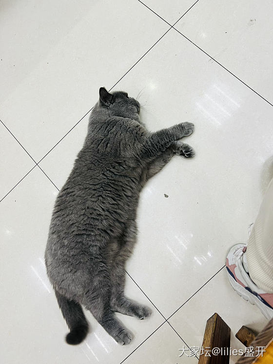 烧烤撸猫_猫宠物美食