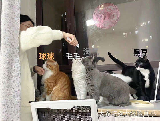 全体集合啦～_猫宠物