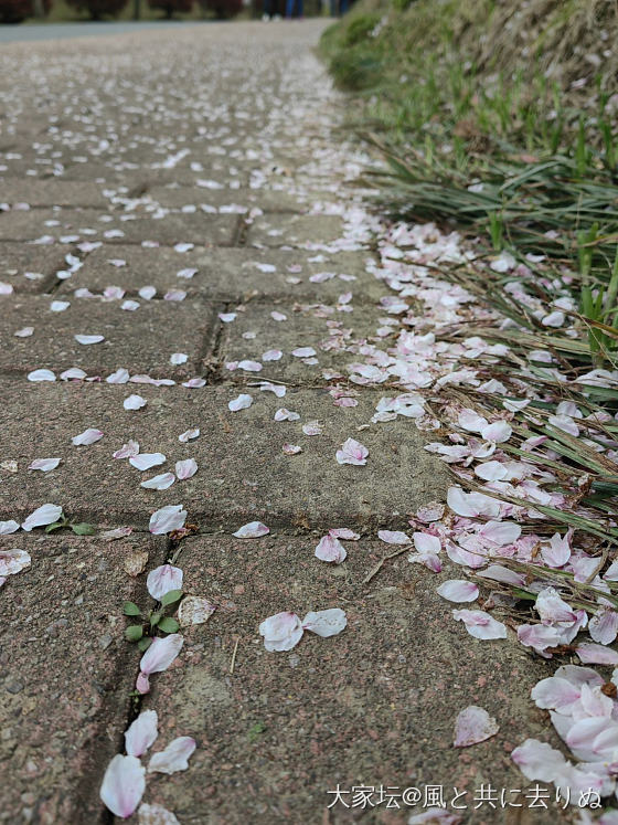 江南_旅游植物景色