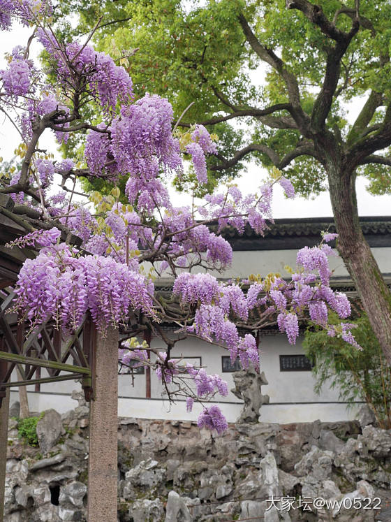迷失在狮子林_江苏旅游闲聊
