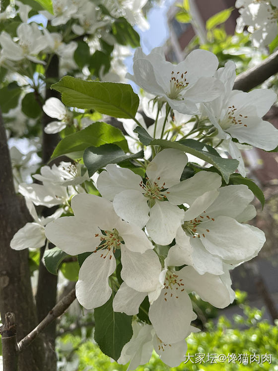 千树万树梨花开_树花植物