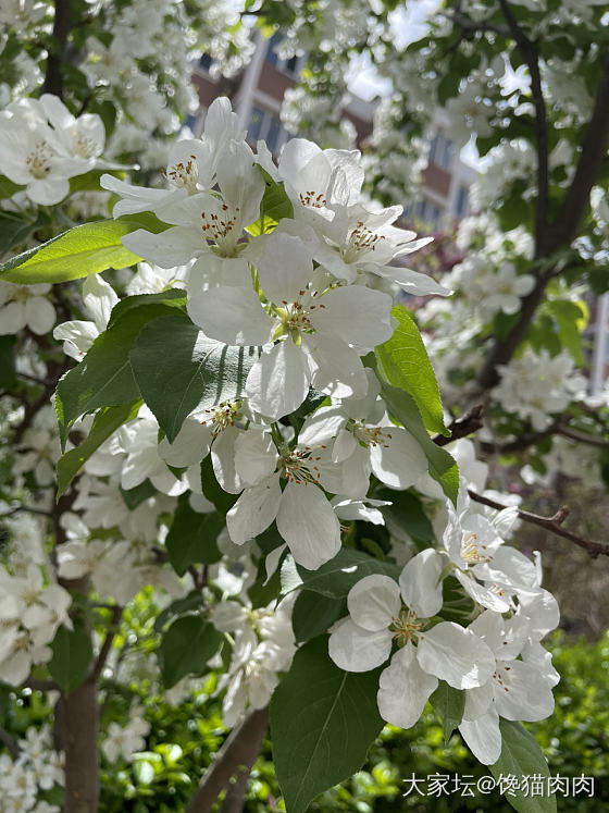 千树万树梨花开_树花植物