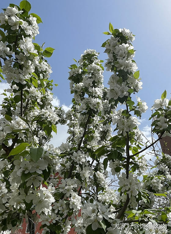 千树万树梨花开_树花植物