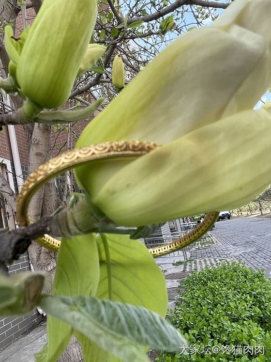 千树万树梨花开_树花植物