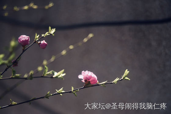 请大家欣赏春天的花花猫猫树杈子_景色猫花植物