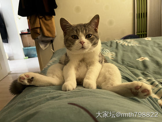 这孩子就差直立行走了_猫