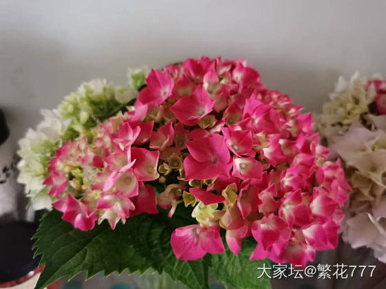 绣球花_金