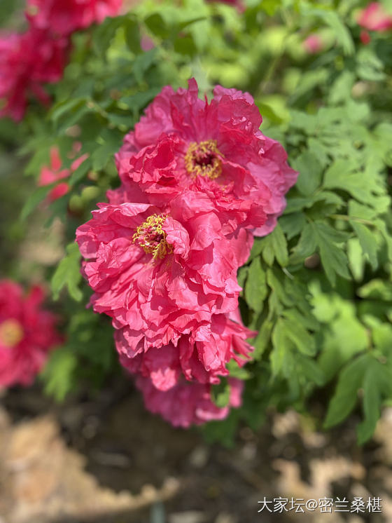 一年一季，花王盛开时_手镯银花