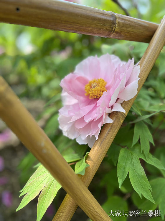 一年一季，花王盛开时_手镯银花