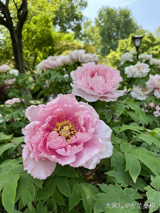 一年一季，花王盛开时_手镯银花