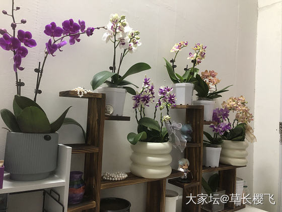 蝴蝶兰疯狂期…_花植物