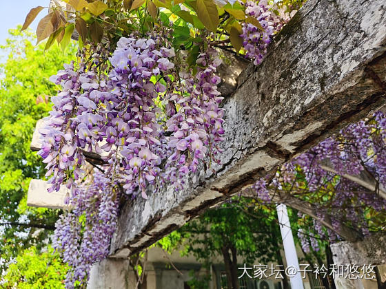 还好没错过——紫藤
       以前工作的地方有一架很大很大的紫藤，每年春天花..._花