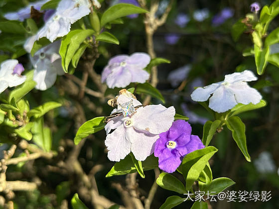 【旧爱】70分公主方天然钻～_戒指钻石