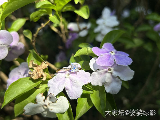 【旧爱】70分公主方天然钻～_戒指钻石
