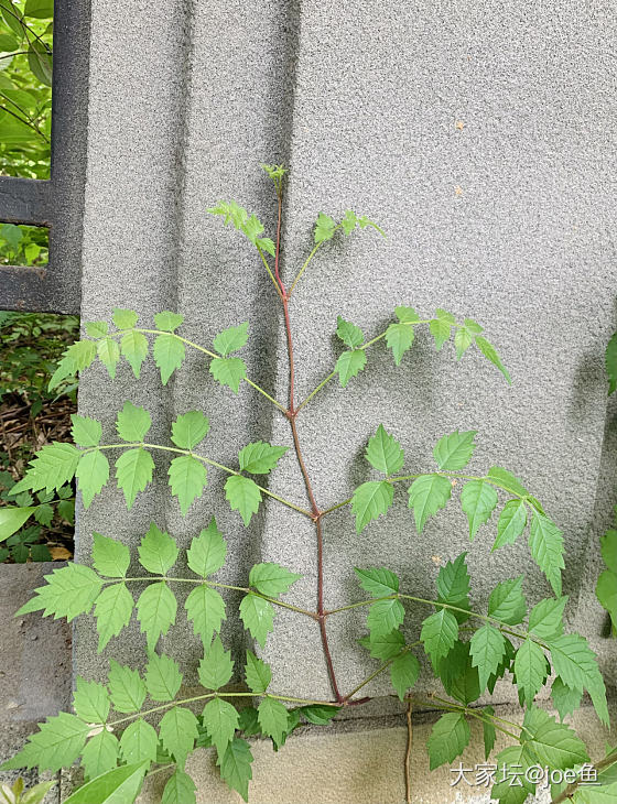 每年都拍的蔷薇花_花