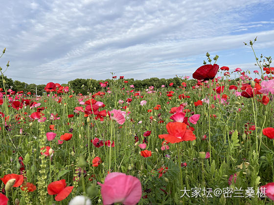 欢迎来我们村的花田_花