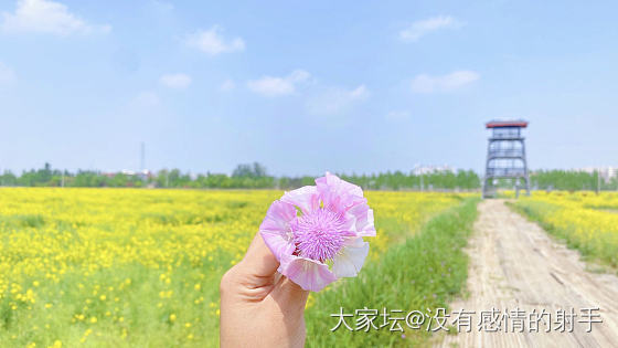 欢迎来我们村的花田_花