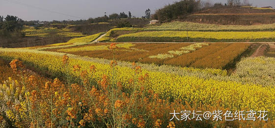 欢迎来我们村的花田_花