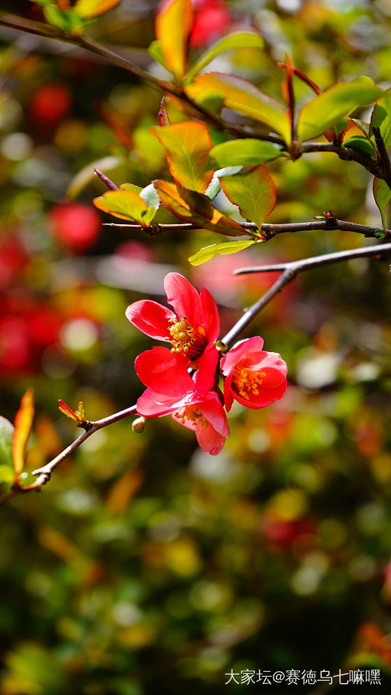 春花复春花，红红间白白_花