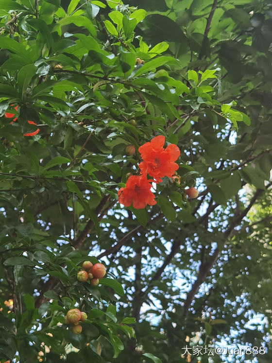 今天大雨，路上看到雨中的石榴花随手拍了两张，第三张是前两天小区里拍的。

石榴花..._银