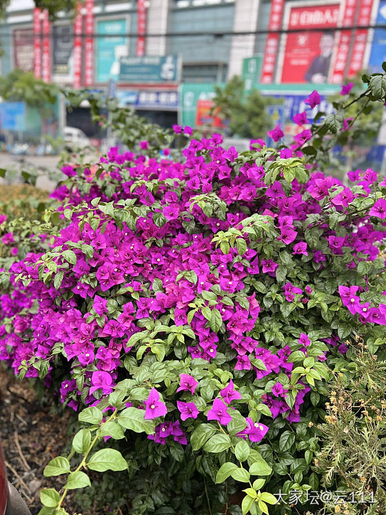 昆明的花草树木，下班喜欢随手一拍_旅游