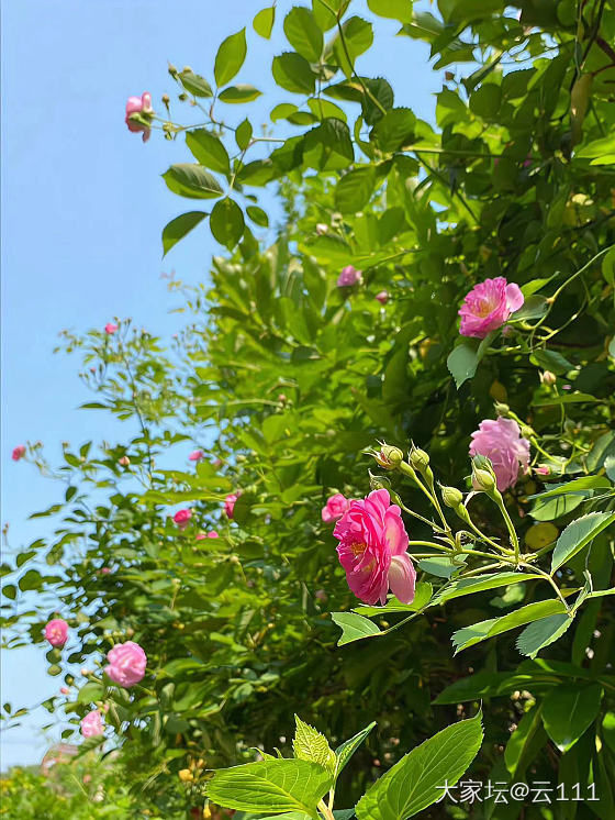 昆明的花草树木，下班喜欢随手一拍_旅游