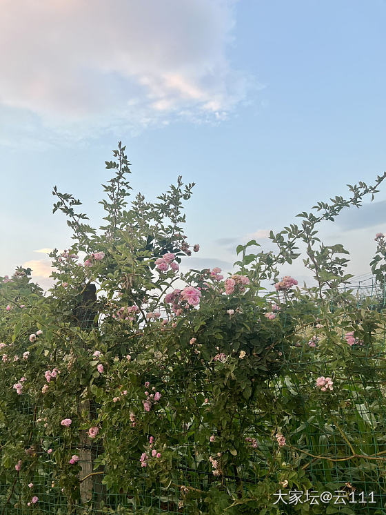 昆明的花草树木，下班喜欢随手一拍_旅游