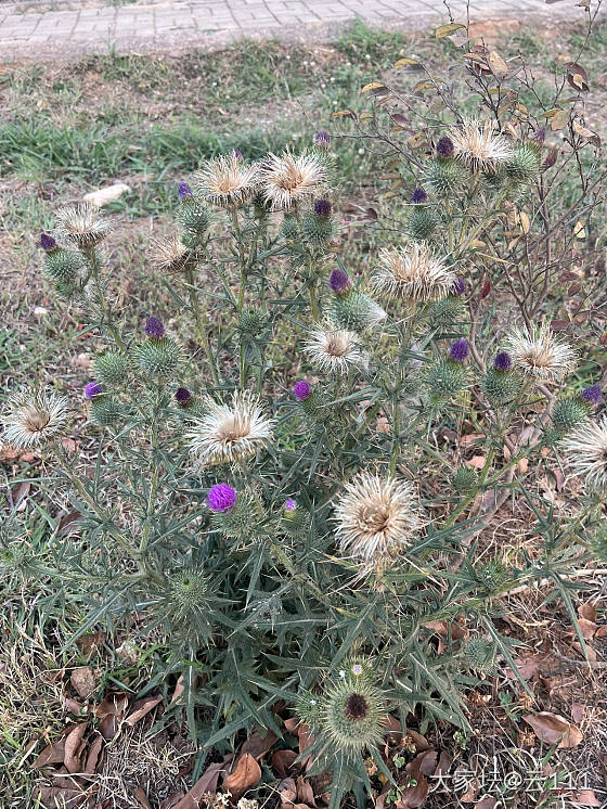 昆明的花草树木，下班喜欢随手一拍_旅游