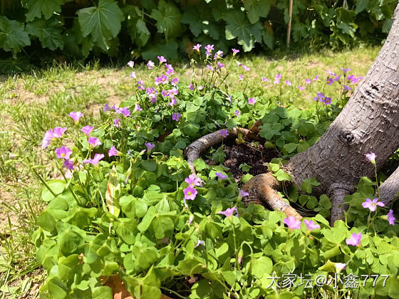 我在上班_植物