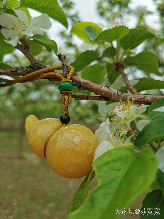 又入蜜蜡葫芦2枚_蜜蜡琥珀蜜蜡