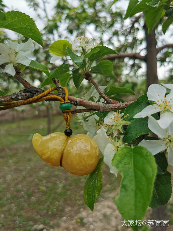 又入蜜蜡葫芦2枚_蜜蜡琥珀蜜蜡